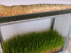 -朵朵开素食餐厅(后宰门街店)