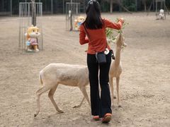 -北京麋鹿生态实验中心
