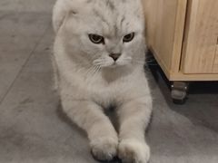 -Mr.Fox狐狸先生超级密室(南山店)
