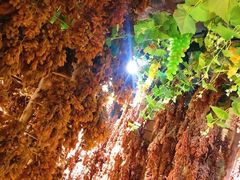 -新疆国际大巴扎