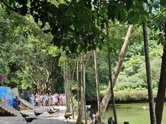 -西双版纳原始森林公园