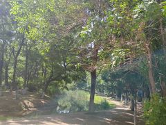 -长白岛森林公园