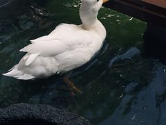 -鸡鸣汤包(复地活力广场店)