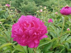 -黑龙江省森林植物园