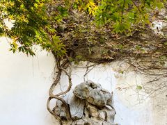 -艺圃
