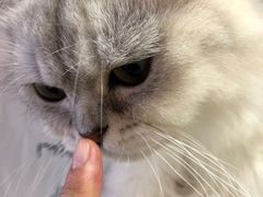 -Heymao猫咖.咖啡厅(东门店)