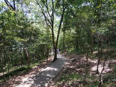 -上海佘山国家森林公园天马山园