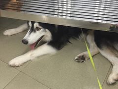 -瑞派动物医院·绝育·犬猫全科·预防医学(光景江南中店)