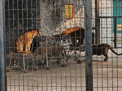 -贵州森林野生动物园