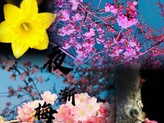 -梅花山(明孝陵内)