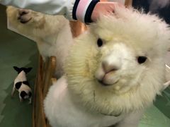 -藦茜花园宠物主题亲子互动体验馆(国顺东路店)