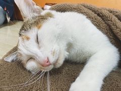 -乐派堂宠物医院·猫友好· 心脏科(东街店)