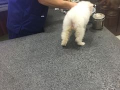 -思琪宠物医院(昆山花桥店)