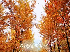 -汉景帝阳陵博物院