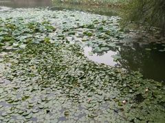-武汉大学-樱园