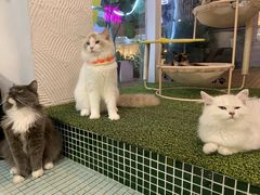 -有猫主题·治愈系猫咖(曾厝垵店)