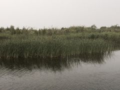 iphone_upload_pic-溱湖国家湿地公园