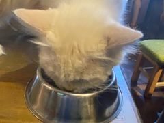 -猫猫幼稚园·撸猫·桌游·电玩