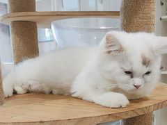 -楼上猫咖(罗湖店)