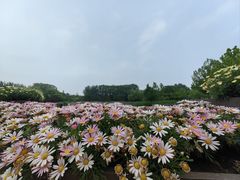 -大望京公园