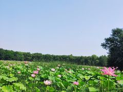 -东郊湿地公园