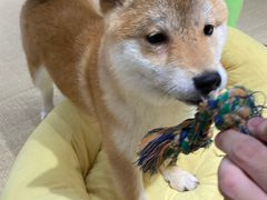 -逗柴咖啡屋·狗咖猫咖宠物桌游