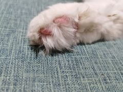 -藏猫猫咖啡主题馆(中央大道店)