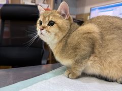 -瑞派名望24h动物医院异宠专科·猫专科·骨科·重症监护分院
