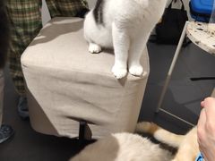 -Heymao猫咖.咖啡厅(东门店)
