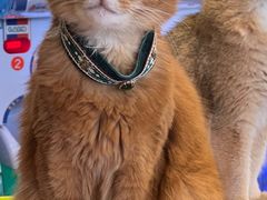-猫小院猫主题餐厅(南锣旗舰店)