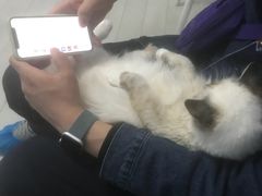 -喵的天空名猫咖啡馆·撸猫·猫舍·用品