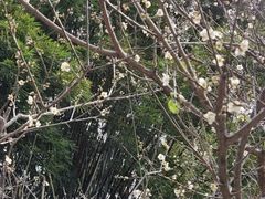 -玉树公园