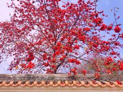 -加帕瑜伽培训学院