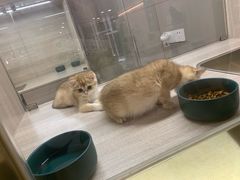 -飞行喵MR PILOT|猫舍·猫咖(静安大融城店)
