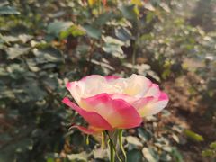 -人民公园(罗湖区)