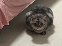 -伟伟宠物医院·瑞派猫友好医院·猫科(光谷店)