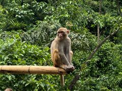 -西双版纳原始森林公园