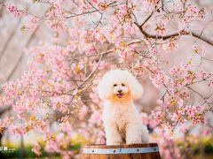 -天适樱花悠乐园