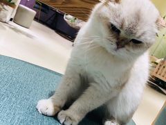 -藏猫猫咖啡主题馆(中央大道店)