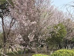 -梁鸿国家湿地公园