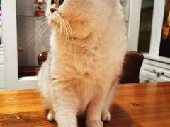 -猫小院猫主题餐厅(三里屯店)