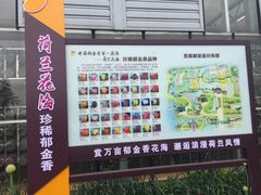 -荷兰花海