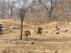 -北京野生动物园
