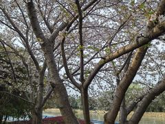 -高东镇樱花园