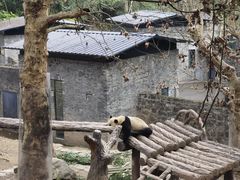 -都江堰中华大熊猫苑