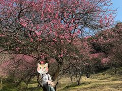 -新建村梅花