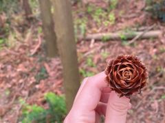 -冶父山国家森林公园