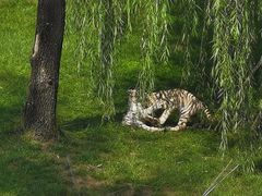 -北京野生动物园