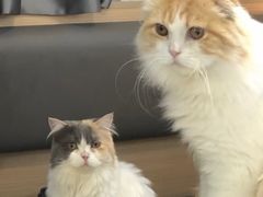 -喵园·猫主题咖啡厅·撸猫·猫咖(国贸店)