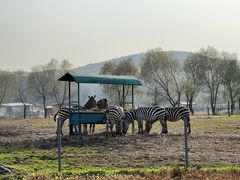 -哈尔滨北方森林动物园